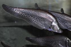 Notopteridae