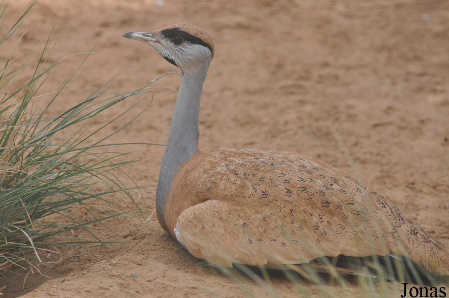 National Avian Research Centre