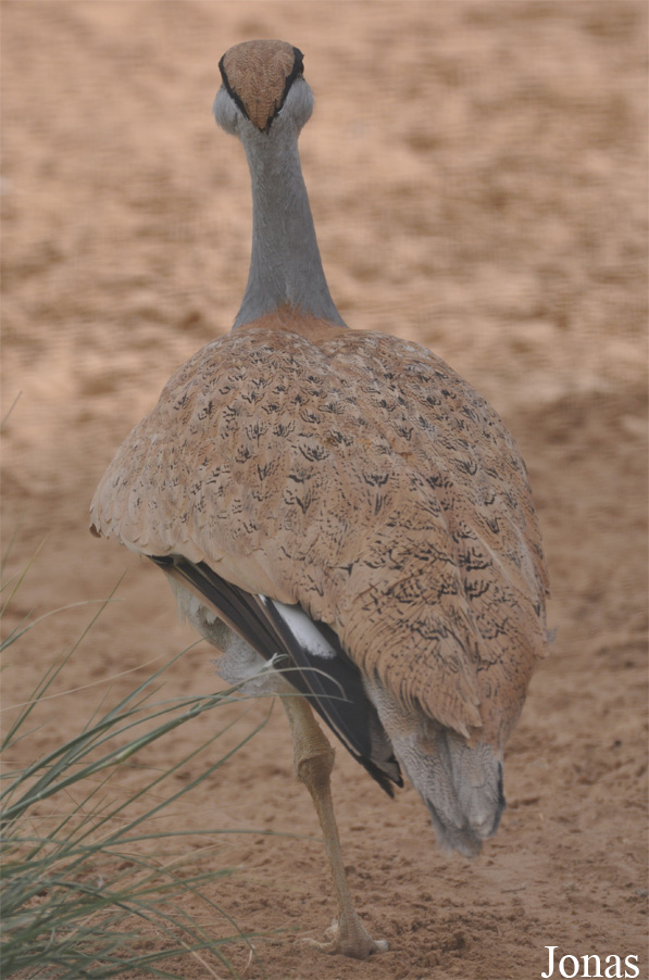 National Avian Research Centre