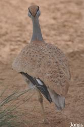 National Avian Research Centre