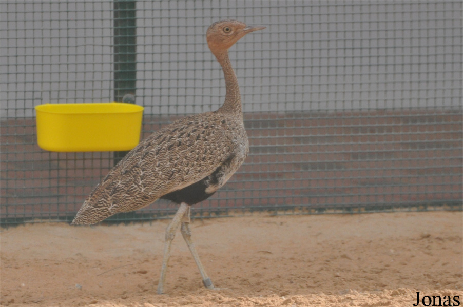 National Avian Research Centre