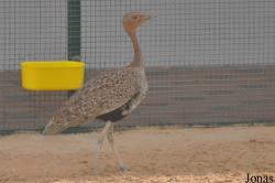 National Avian Research Centre