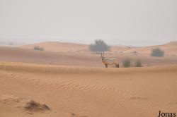 Dubai Desert Conservation Reserve