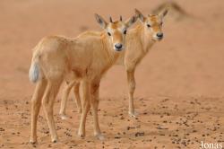 Dubai Desert Conservation Reserve