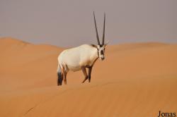 Dubai Desert Conservation Reserve