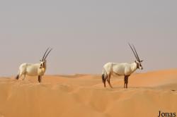 Dubai Desert Conservation Reserve