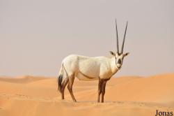 Dubai Desert Conservation Reserve