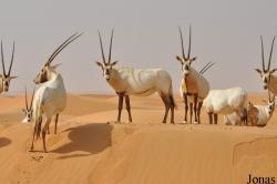 Dubai Desert Conservation Reserve