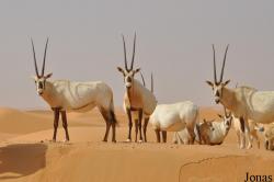 Dubai Desert Conservation Reserve
