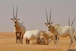Dubai Desert Conservation Reserve