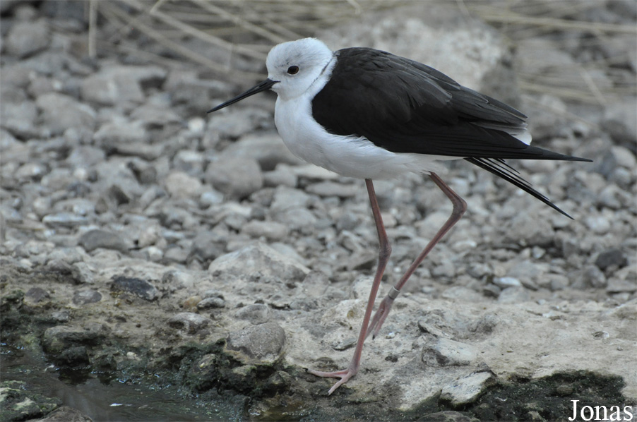 Sharjah Desert Park