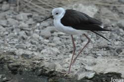 Sharjah Desert Park