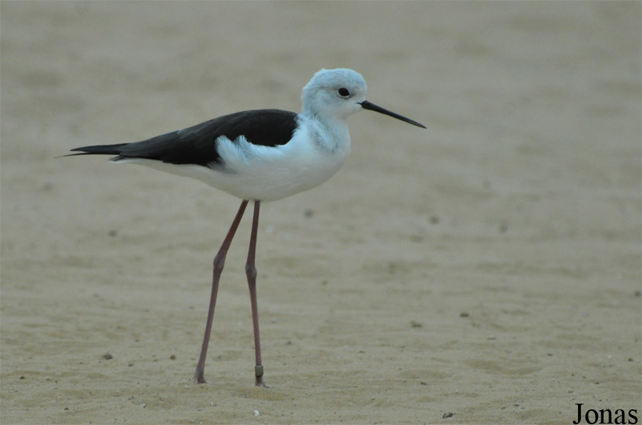 Sharjah Desert Park