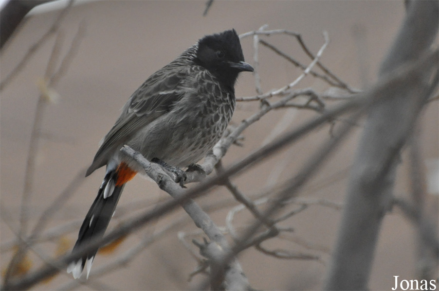 Sharjah Desert Park