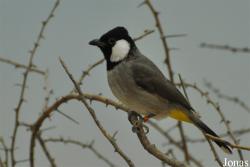 Sharjah Desert Park