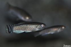 Cyprinodontiformes