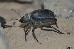 Calosoma imbricatum