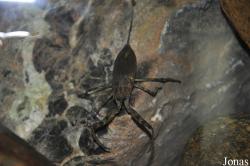 Nepidae