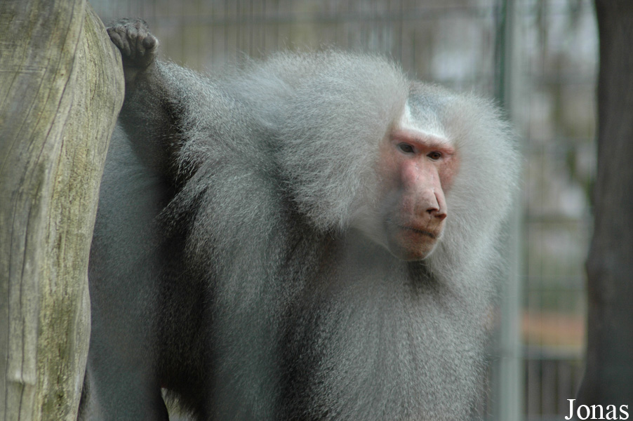 Best Zoo