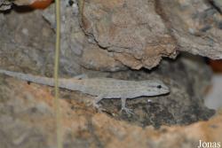 Pristurus rupestris