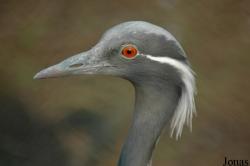 Anthropoides virgo