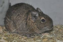 Octodon degus