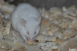 Mus musculus
