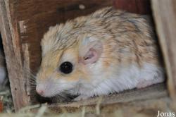 Pachyuromys duprasi