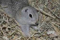 Urocitellus richardsonii