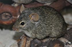 Lemniscomys linulus