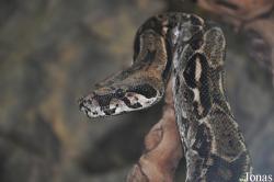 Boa constrictor longicauda
