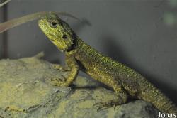 Acanthocercus atricollis