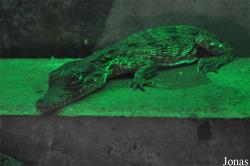 International Reptile Exhibition