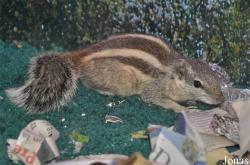 International Reptile Exhibition