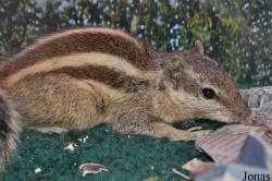 International Reptile Exhibition