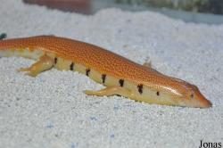 International Reptile Exhibition
