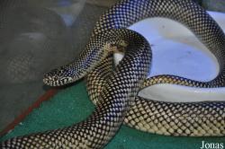 Lampropeltis getula floridana