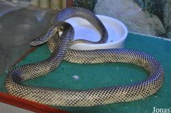 International Reptile Exhibition