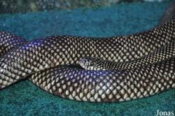International Reptile Exhibition