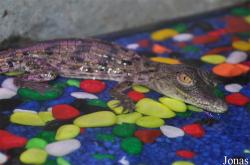 Reptiles World