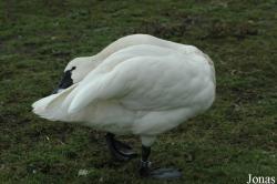Cygnus columbianus