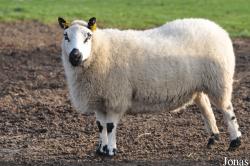 Mouton Kerry Hill Sheep