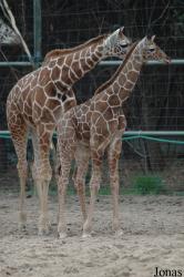 Zoo Köln
