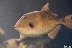 Balistes capriscus