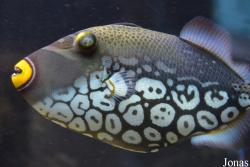 Balistidae