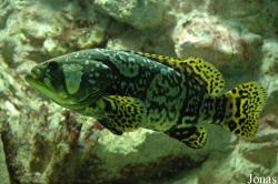 Zee Aquarium Bergen aan Zee