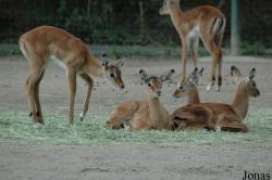 Zoo Köln