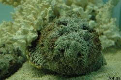 Zee Aquarium Bergen aan Zee