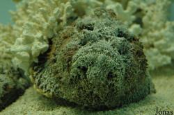 Zee Aquarium Bergen aan Zee