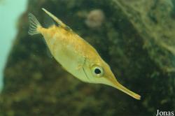 Macroramphosidae